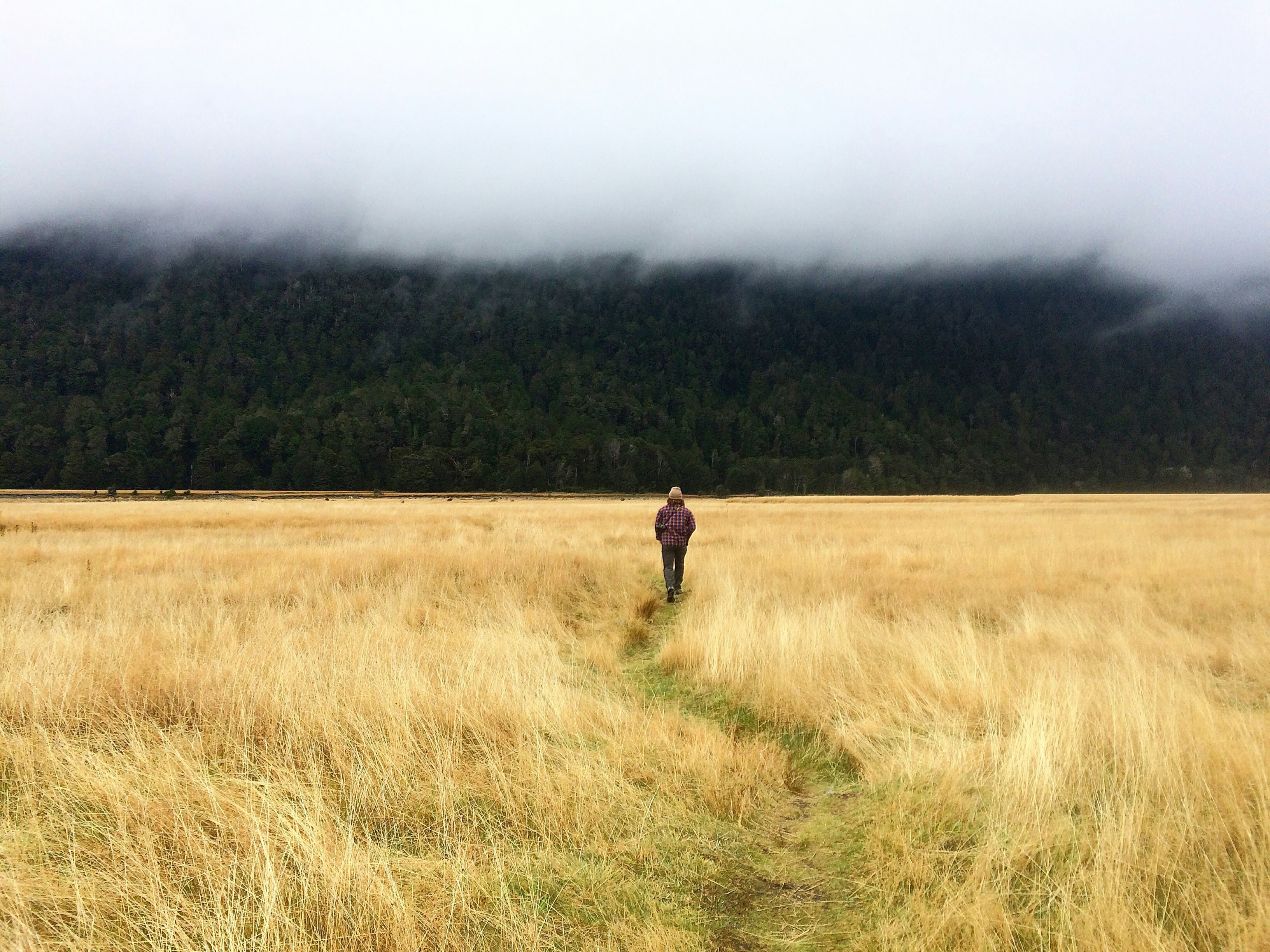 person walking beside plants